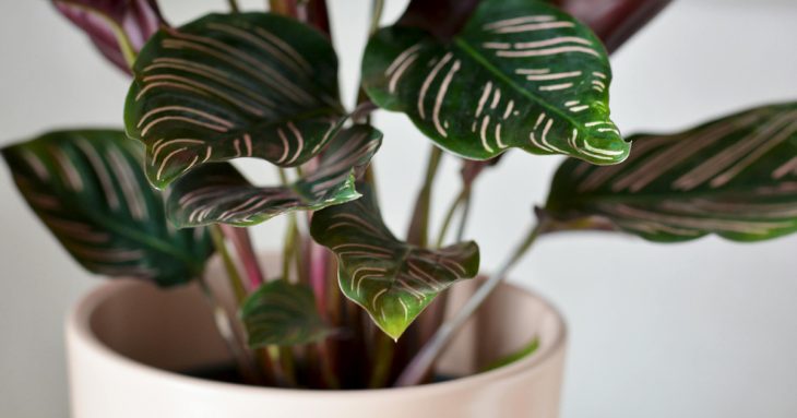 A Pinstripe Calathea, or Calathea Ornata, plant.