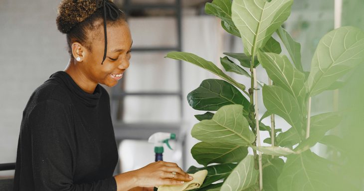 A Fiddle Leaf Fig, also known as Ficus Lyrata.