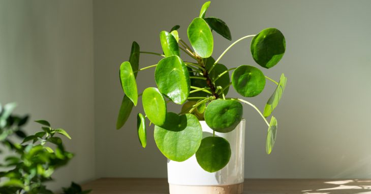 The Chinese Money plant is also known as the Pilea Peperomioides