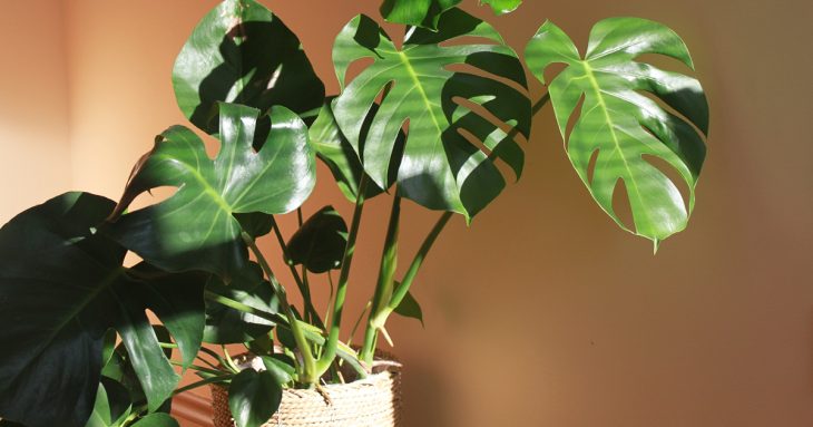 Monstera, also known as the Monstera Deliciosa.