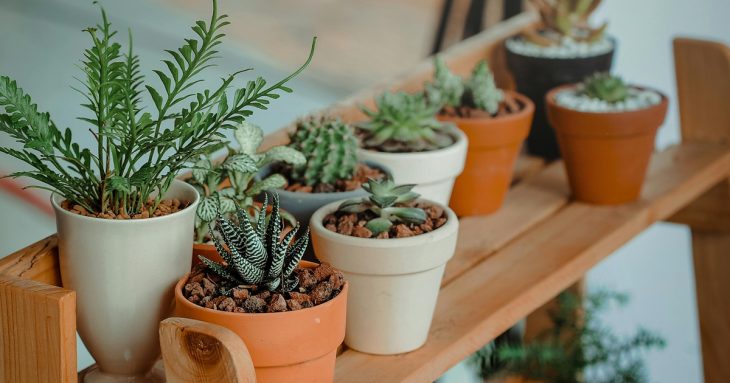 Succulents and cacti need little introduction – they’re one of the most common houseplants known for their variety of shapes, sizes and colors as well as their ability to grow in high temperatures and frequent sunlight with little moisture.