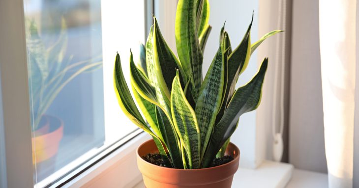 The Snake Plant, also known as Sansevieria Trifasciata.