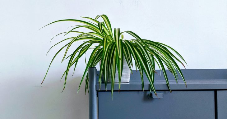 The Spider Plant, also known as Chlorophytum Comosum Vittatum.